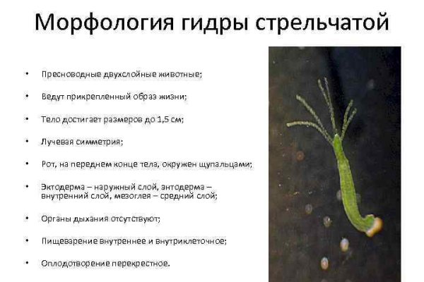 Зайти на кракен тор